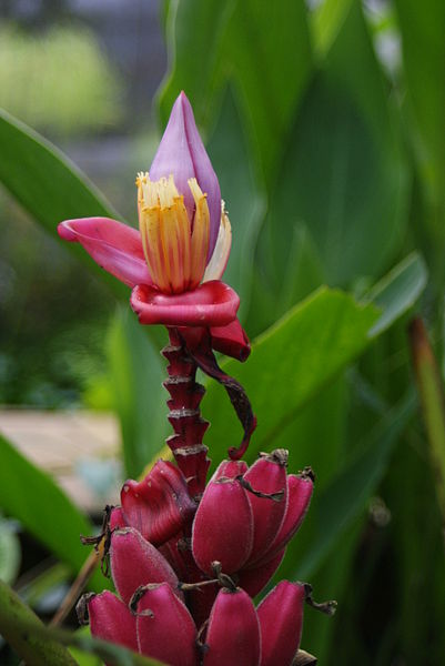 Файл:Musa velutina (1).jpg