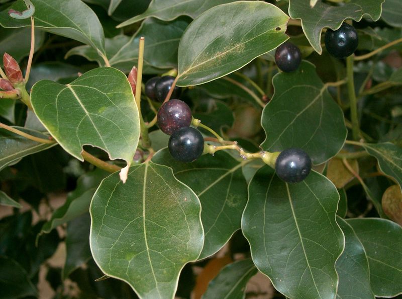Файл:Cinnamomum camphora4.jpg