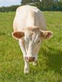 Миниатюра для версии от 00:58, 27 июля 2023